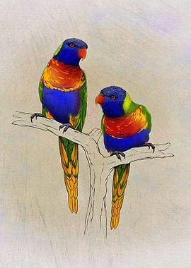 Rainbow Lorikeet