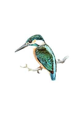 Common Kingfisher Bird