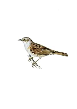 Vintage Dunnock Bird