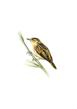 Aquatic Warbler Bird