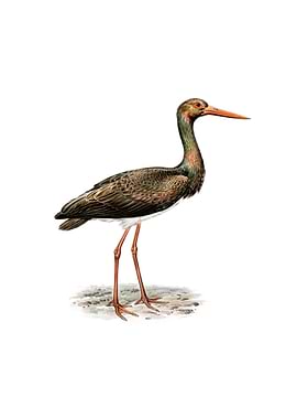 Vintage Black Stork Bird