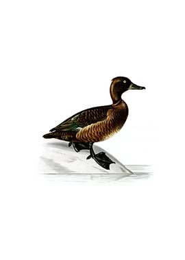 Ferruginous Duck Female