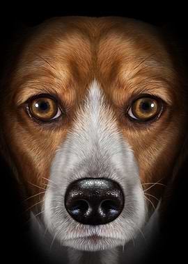 Beagle Dog