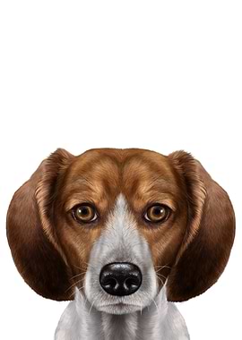 Beagle Dog