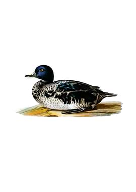 Vintage Black Scoter Duck