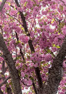 Spring Blossoms in London