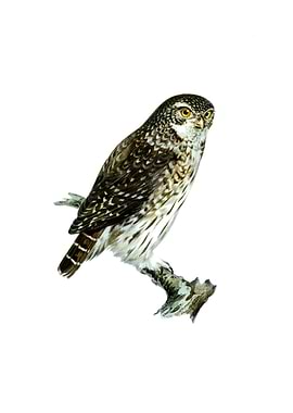 Vintage Eurasian Pygmy Owl