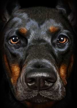 Doberman Dog