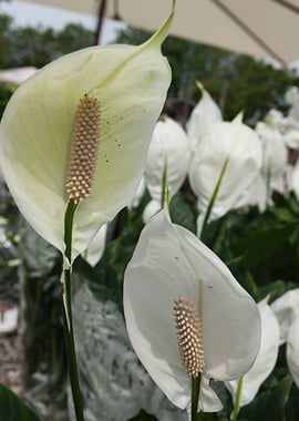 white lily