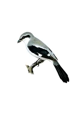 Great Grey Shrike Bird