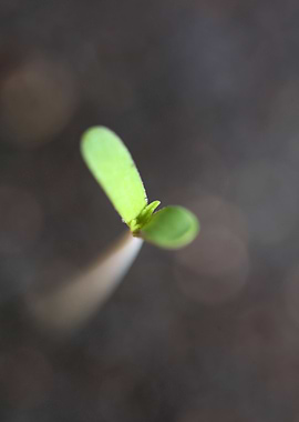 Cannabis cotyledons macro