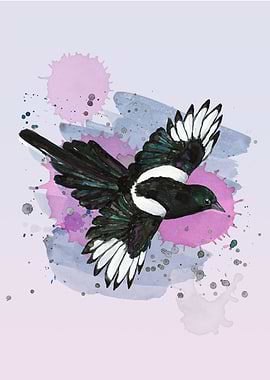 A flying magpie