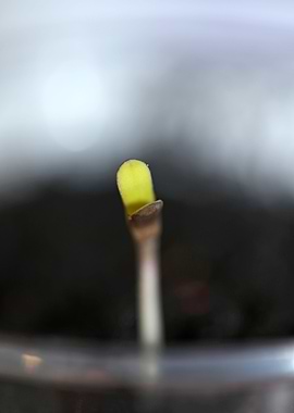 Cannabis first leaves