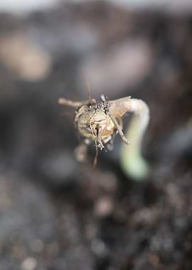 Cannabis first leaves
