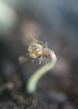 Cannabis cotyledons macro