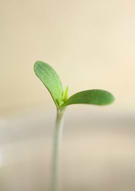 Marihuana plant cotyledons
