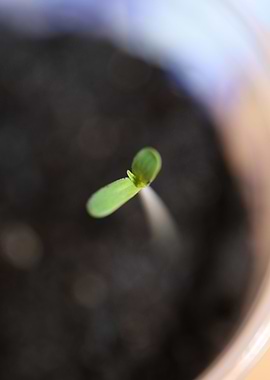 Marihuana plant cotyledons