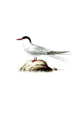 Vintage Arctic Tern Bird