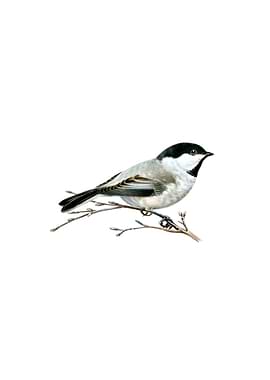 Black Capped Chickadee