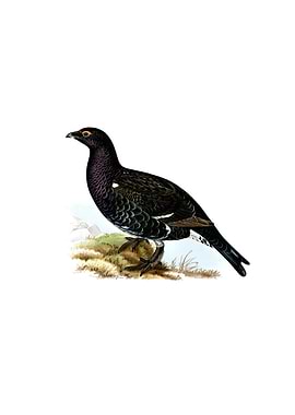 Grouse Capercaillie Hybrid
