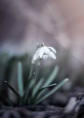 Spring white snowdrops