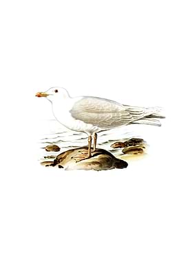 Vintage Glaucous Gull Bird