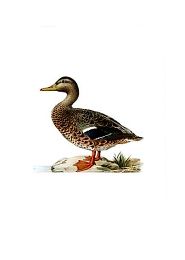 Vintage Mallard Duck