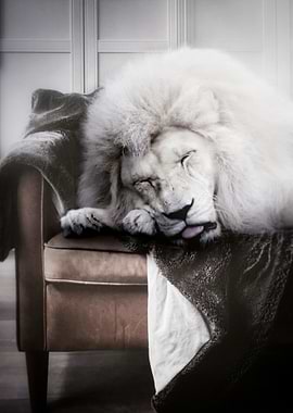 White Lion sleep on sofa