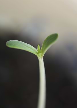 Marihuana plant cotyledons