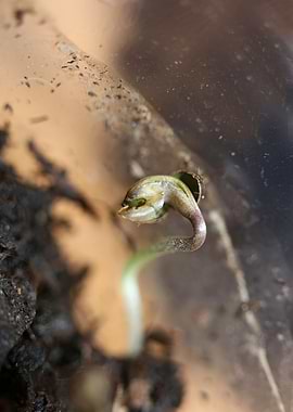 Cannabis cotyledons macro