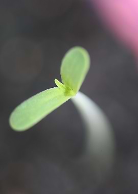 Cannabis cotyledons macro