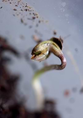 Marihuana plant cotyledons