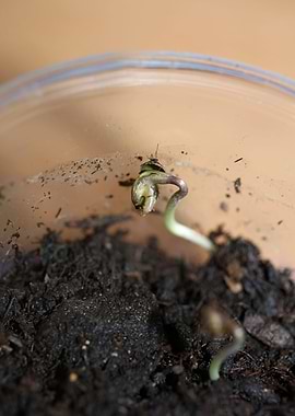 Cannabis cotyledons macro