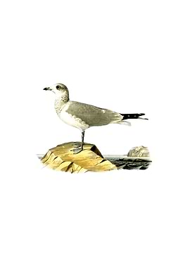 Vintage Common Gull Bird