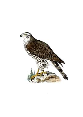 Vintage Goshawk Bird