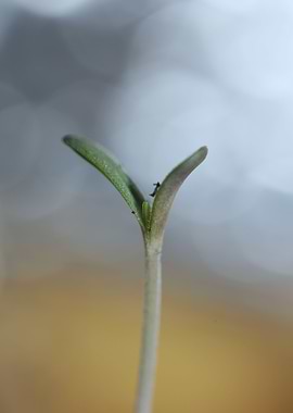 Cannabis first leaves