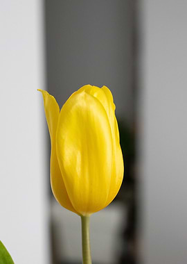 Yellow Tulip