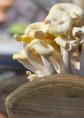 cultivated mushrooms