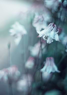 Spring blue flowers,garden