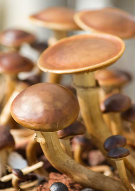 cultivated mushrooms