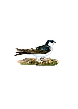 Common House Martin Bird