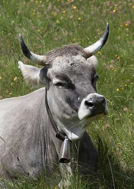 grazing cows on the mounta