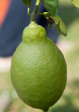 yellow lemon on tree