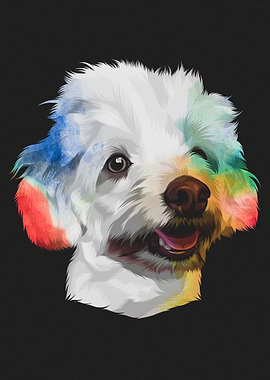 Bichon Havanais 3