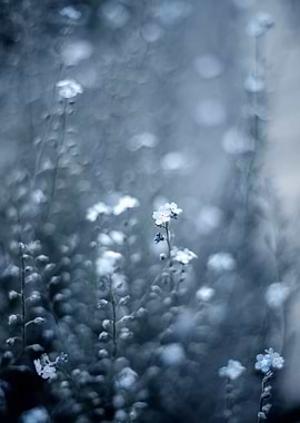 Blue Forget me not flowers