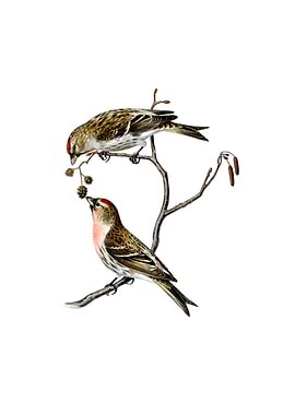 Vintage Common Linnet Bird