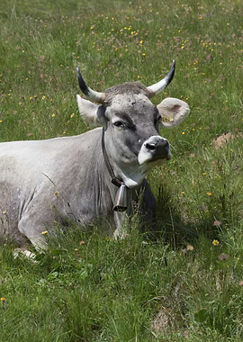 grazing cows on the mounta