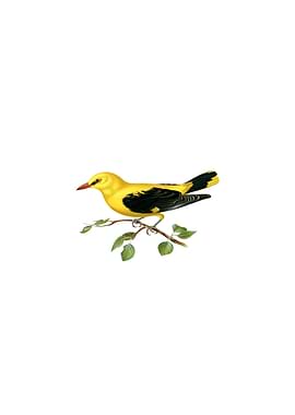 Eurasian Golden Oriole