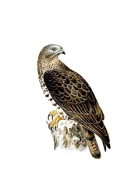 European Honey Buzzard