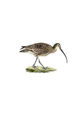 Eurasian Curlew Bird